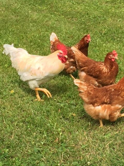 Lomatila Ollila Farm Stay Kerimäki Dış mekan fotoğraf