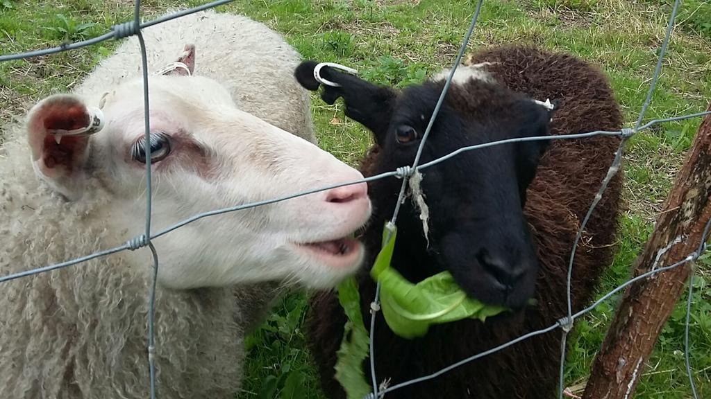 Lomatila Ollila Farm Stay Kerimäki Dış mekan fotoğraf